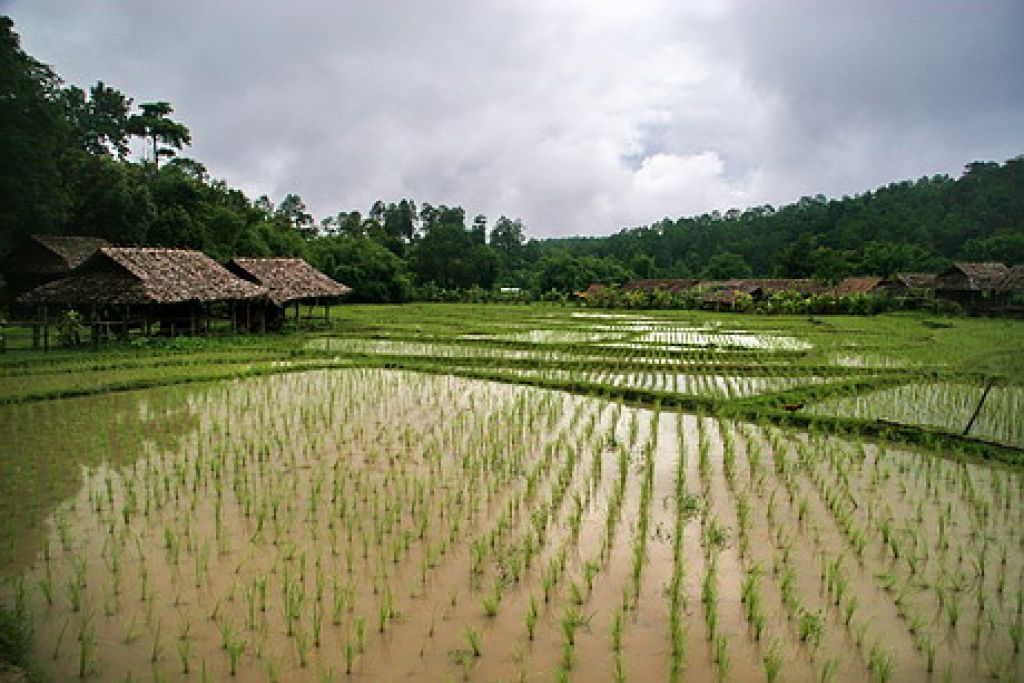 Reševanje riževih polj z dihalko