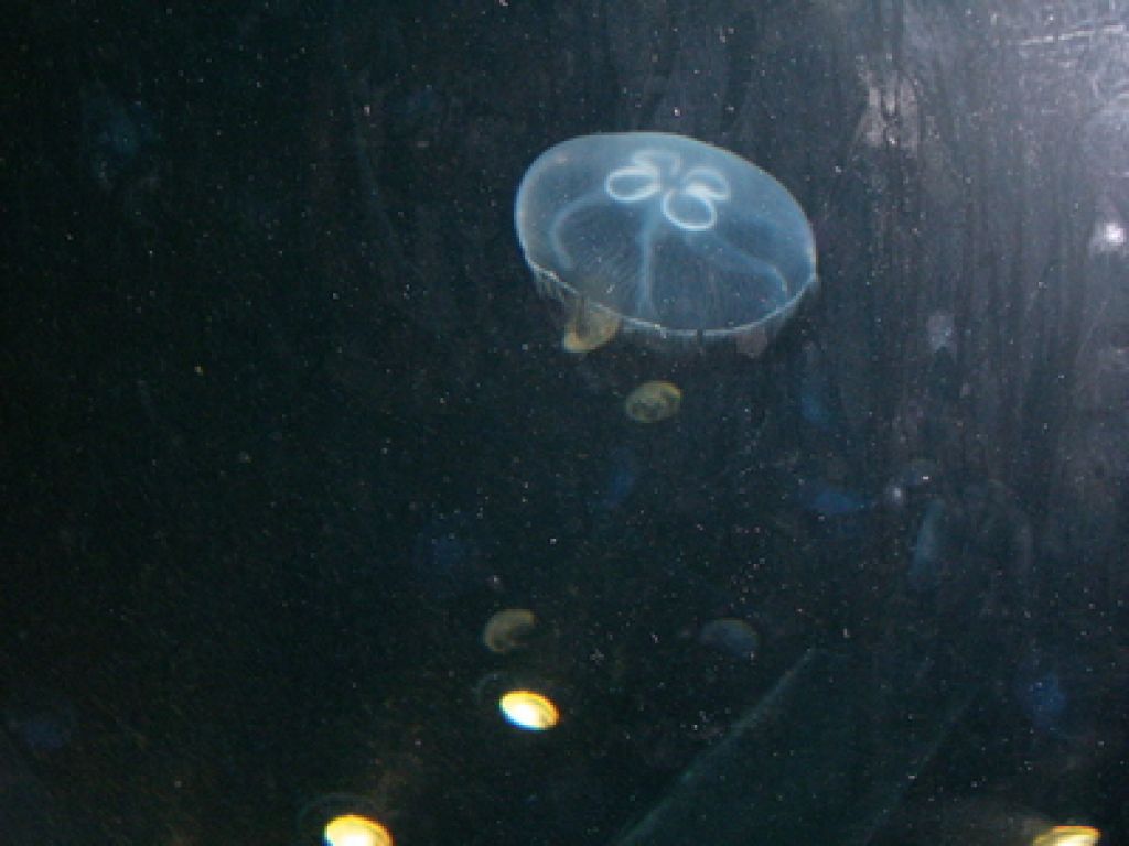 Bodo meduze pregnale ribe?