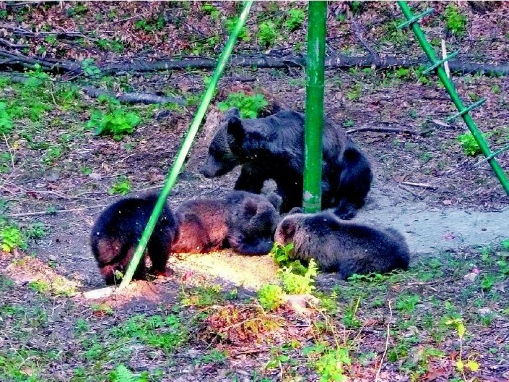 Medvedja družina na fotografiji namesto uplenjenega divjega prašiča