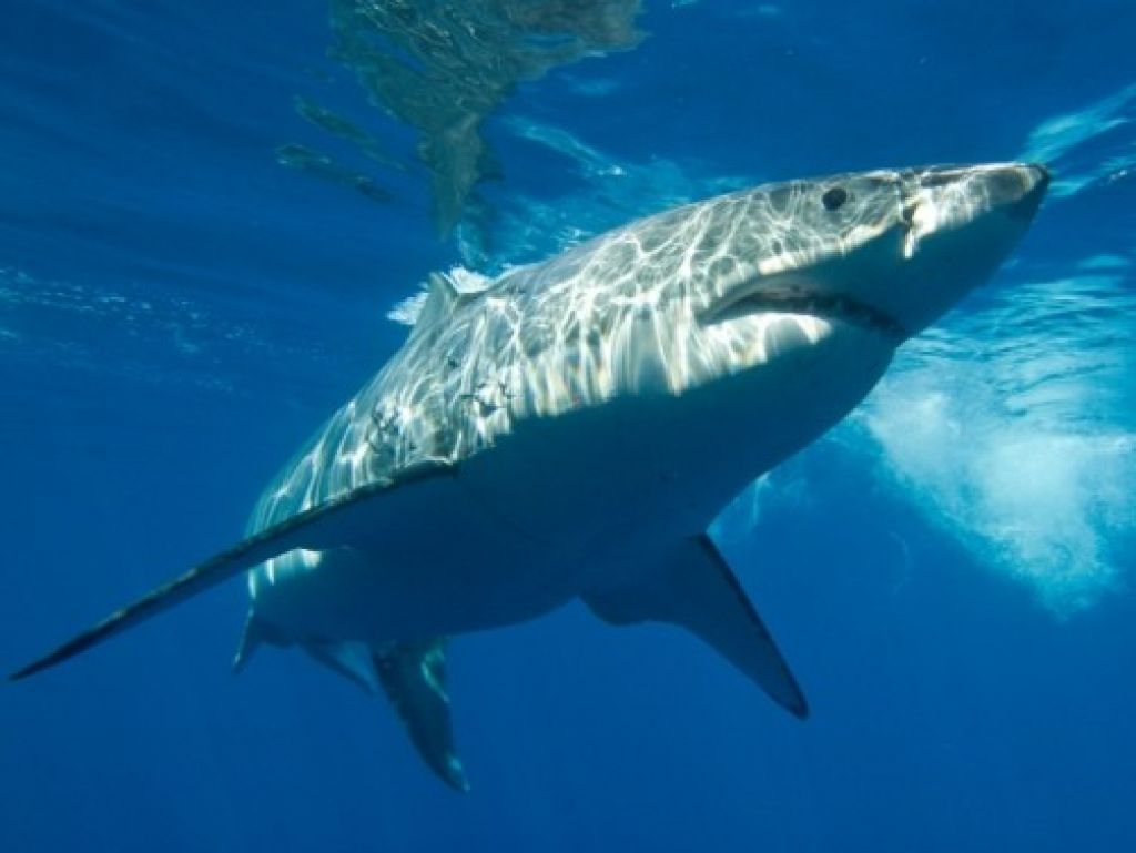 Država Palau odslej pribežališče za morske pse