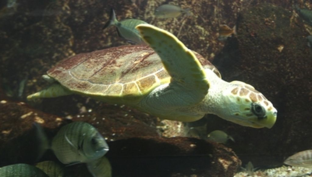 Rešili 849 ogroženih morskih želv