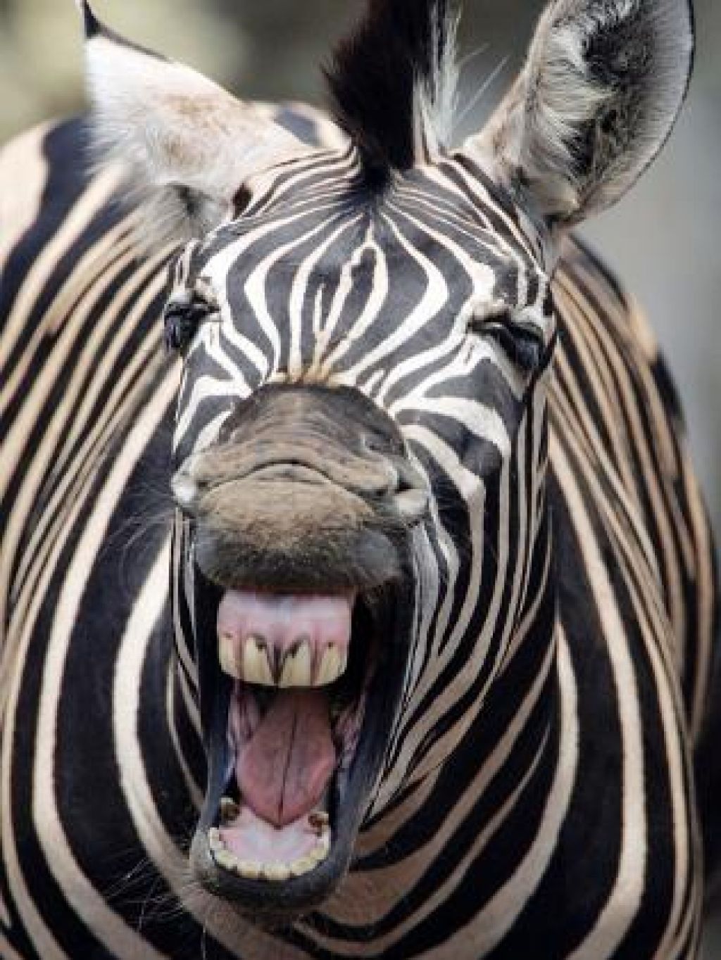 Zebra v Gazi = pobarvan osel
