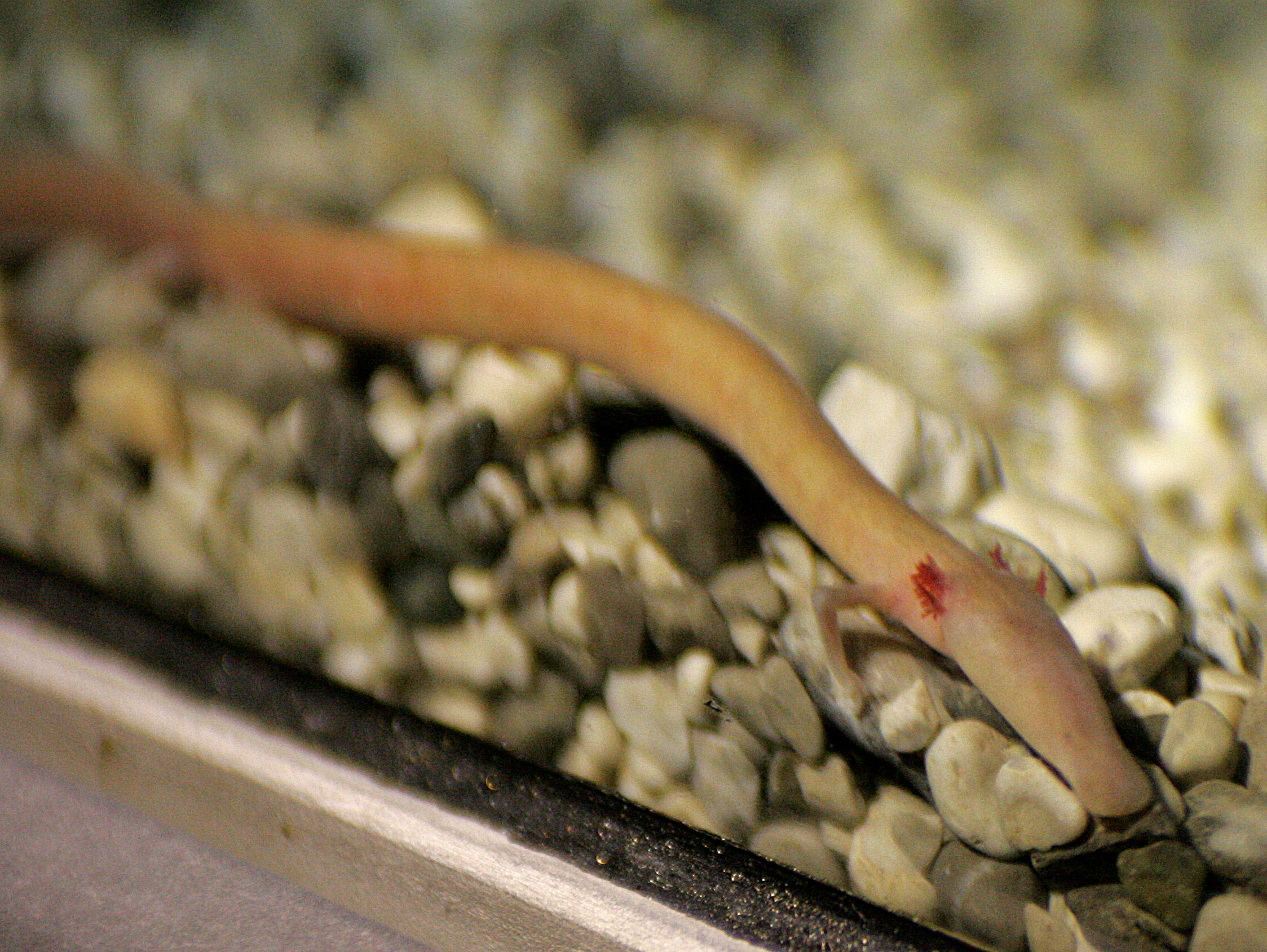 Človeška ribica v hrvaškem Sinju