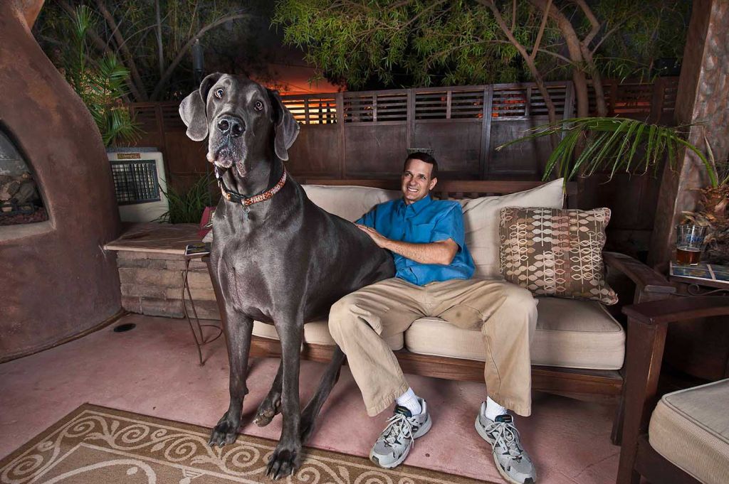Najvišji pes na svetu