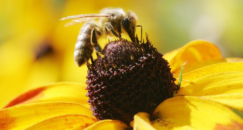 Pozimi odmrla četrtina čebeljih družin