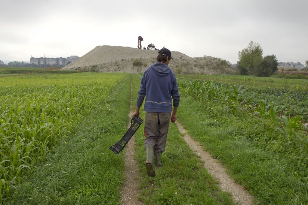 Zaveza, katere  koristi žanjeta  potrošnik in kmet