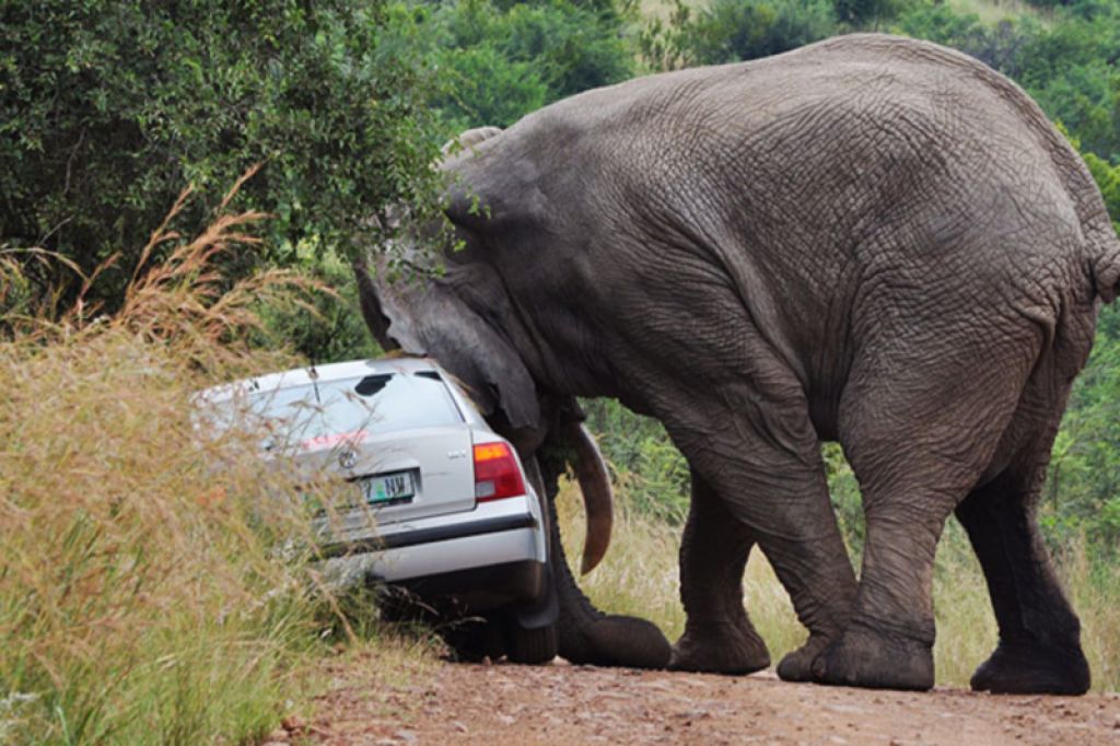 Slon naskočil in prevrnil avtomobil