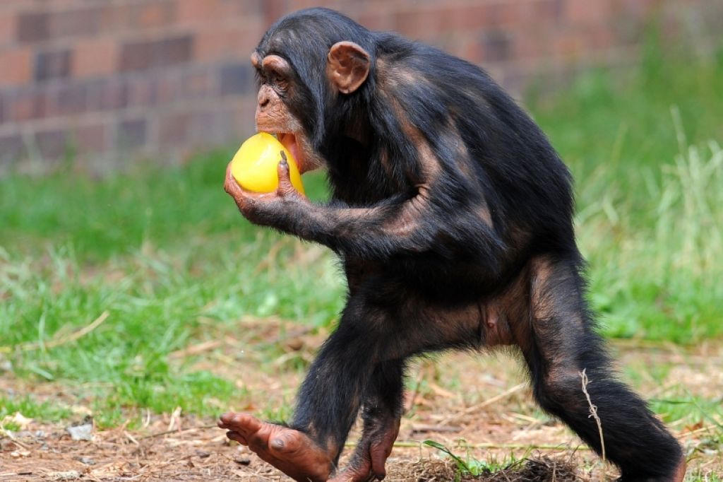 Na črnem trgu tudi meso šimpanzov