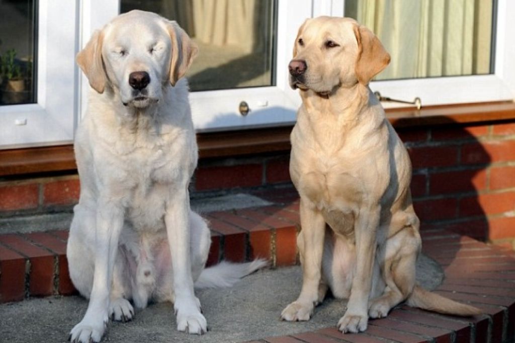 Ko pes vodič oslepi in dobi – psa vodiča