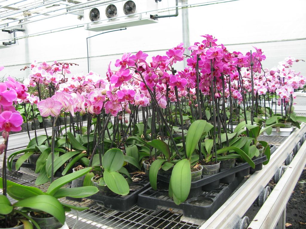Rekordna prodaja orhidej tudi napoved popuščanja krize?