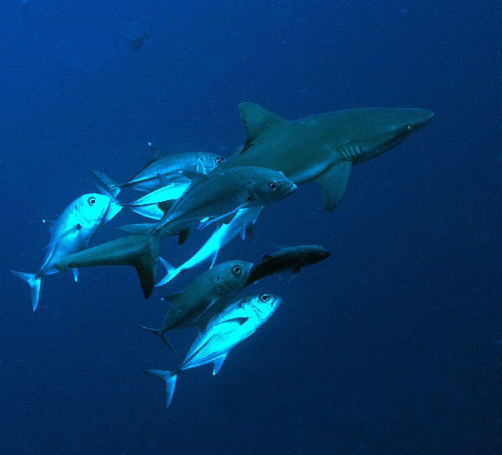 Morski psi so živi vredni bistveno več kot v juhi