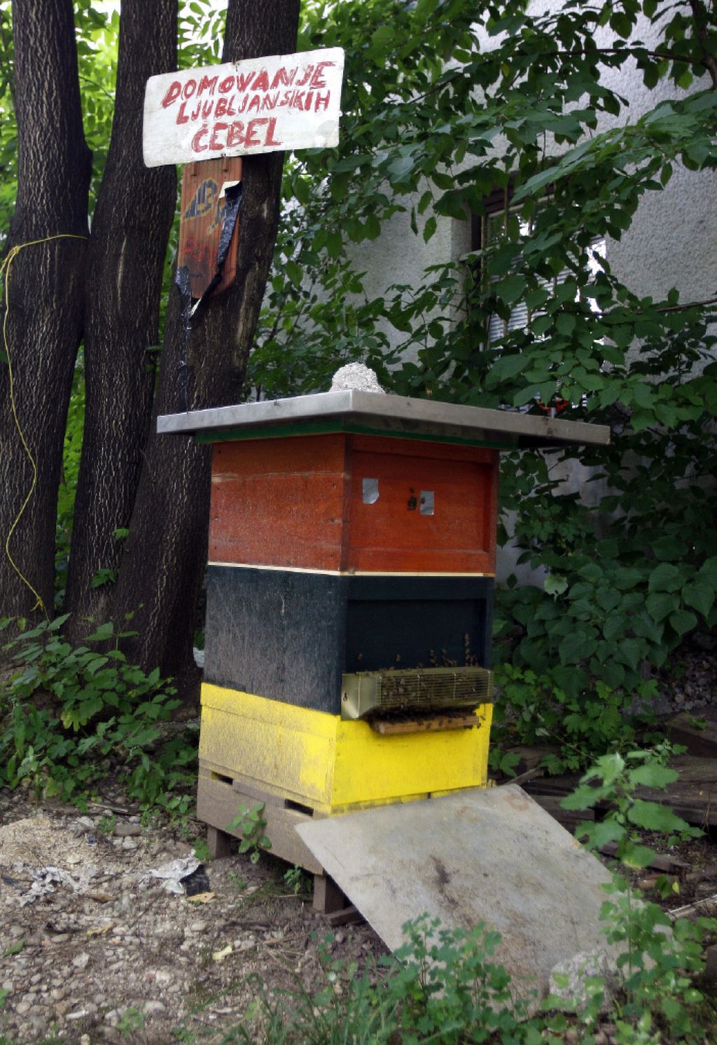 Mestno čebelarstvo: nič medu, samo čebele