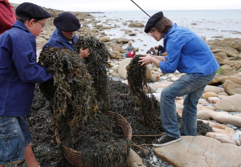 Žur smrdljivih alg čedalje bolj ogrožen