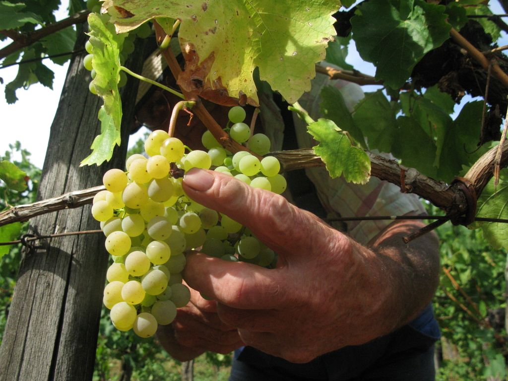 Vipavski vinarji iščejo svojo priložnost v tujini