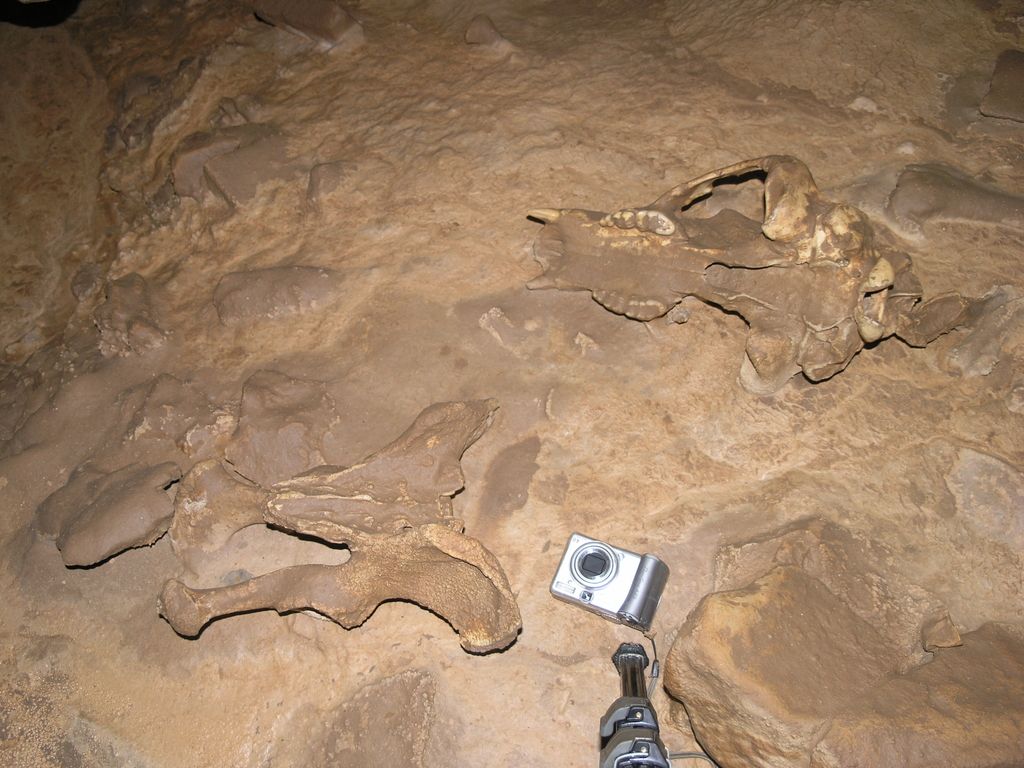 Odkrili nedotaknjena okostja jamskega medveda v zaledju Cerkniškega polja