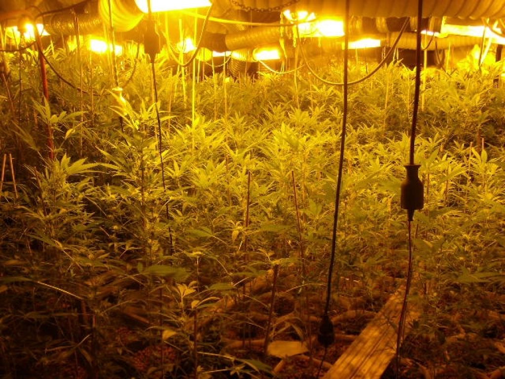 Policisti zasegli 400 rastlin in ves laboratorij konoplje