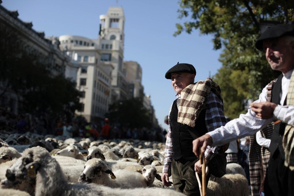 Črede ovac preplavile središče Madrida