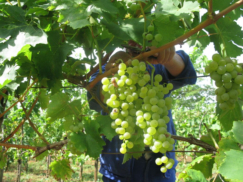 Vinogradniki in vinarji si obetajo letnik stoletja