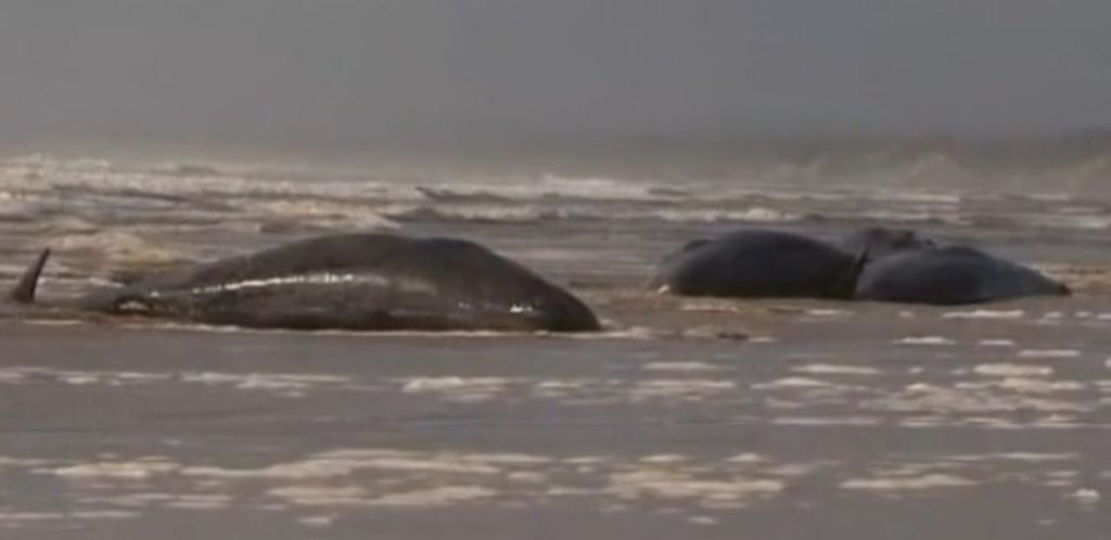 Avstralija: na suhem več kot 20 kitov