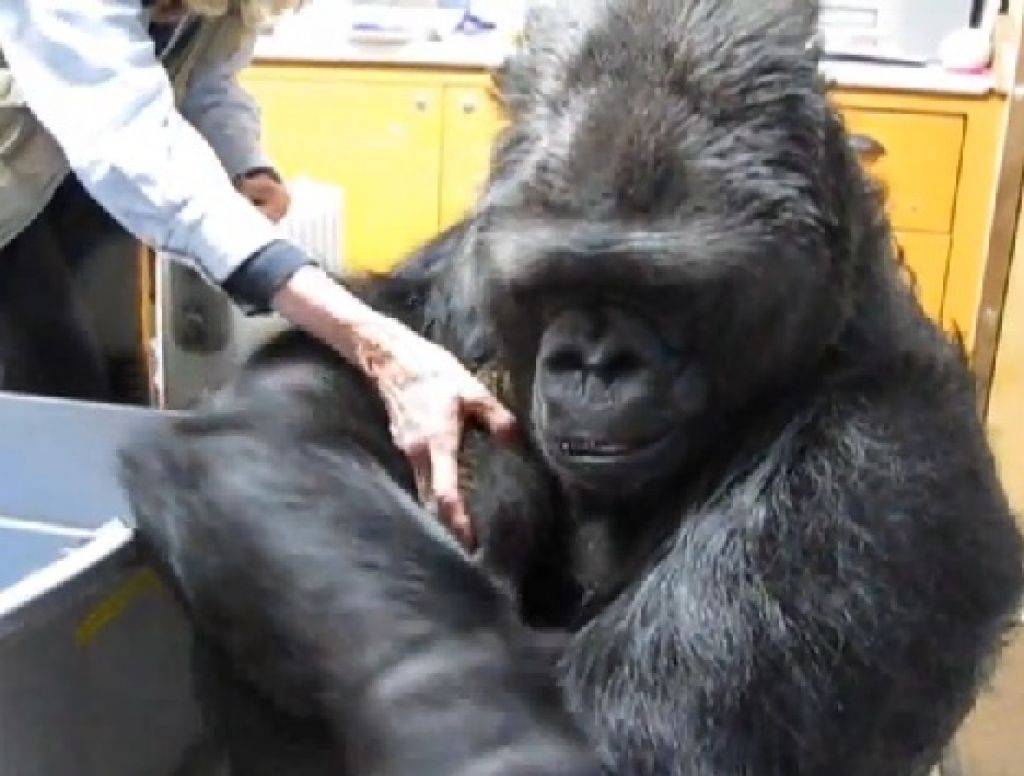 Ogromna gorila Koko posvojila dva mucka