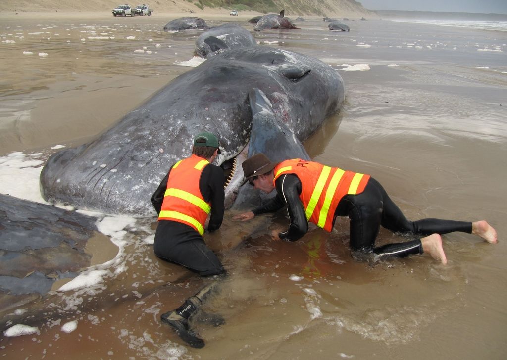 Na obali Nove Zelandije poginilo več kot 30 kitov