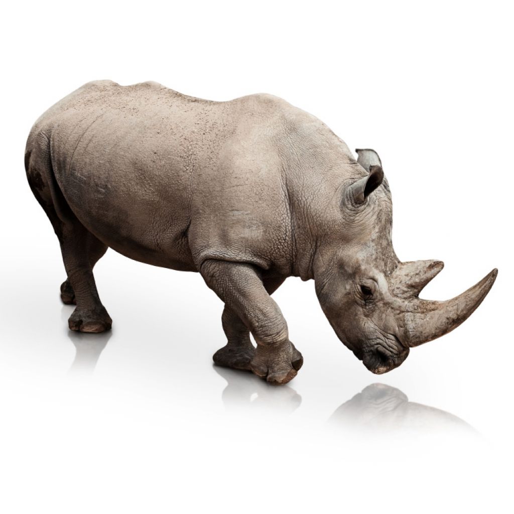 Zakaj umira vse več nosorogov
