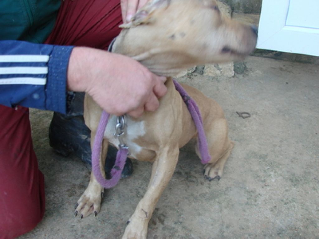 Mučenje živali na Tepah: v pasjih bojih ranjena tudi psička iz zavetišča
