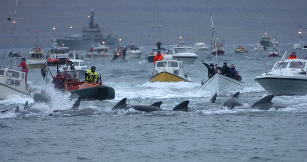 Težko razumljiva tradicija kitolova na Ferskih otokih