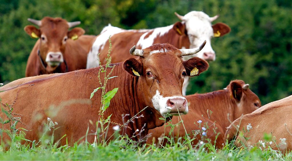 V Srbiji »aretirali« 17 krav