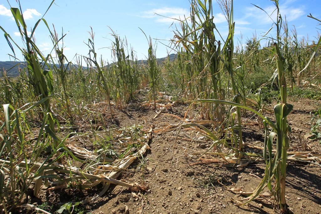 Suša in pomanjkanje padavin klestita kmetijske pridelke