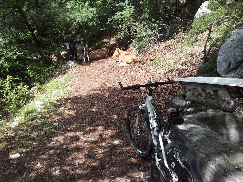 MTB namig za konec tedna: planina Razor