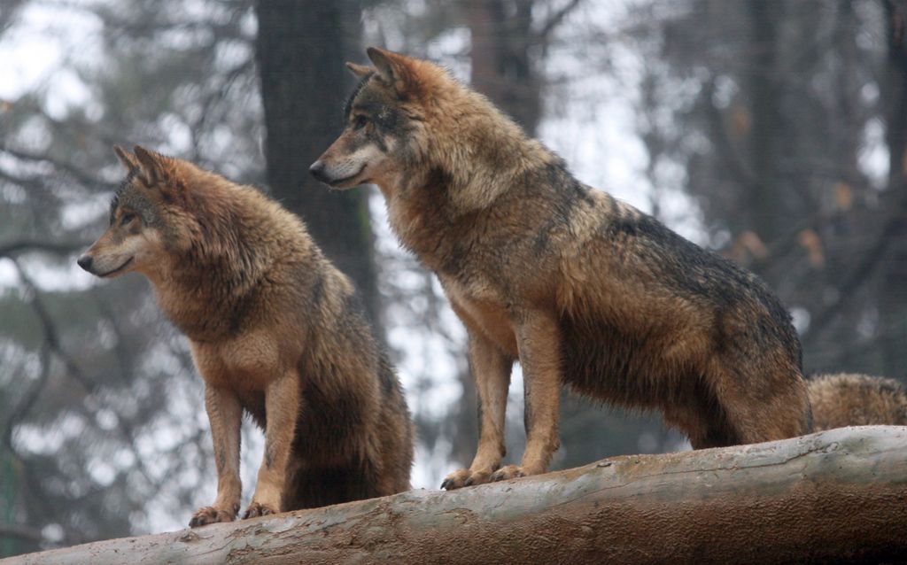 Za ohranitev vitalne populacije volkov