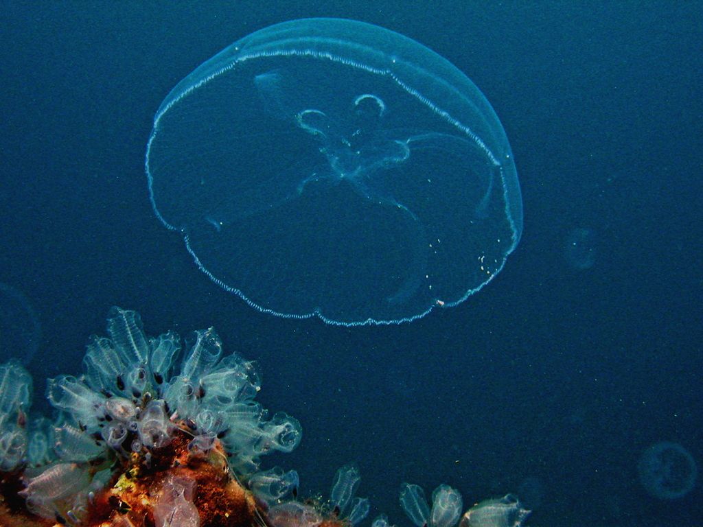 Bodo agresivne meduze spodrinile ribe?