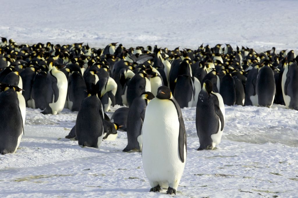 Rezervat na Antarktiki misija nemogoče?