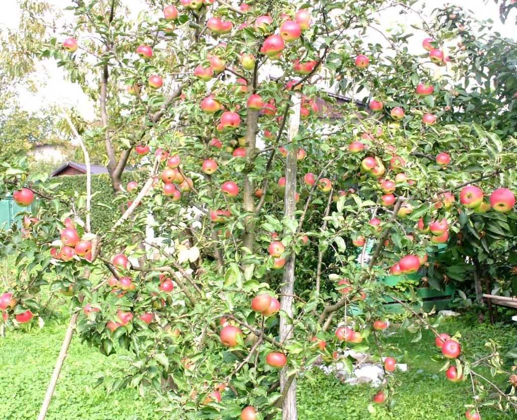 Kozjansko jabolko bo letos izpostavilo metulje