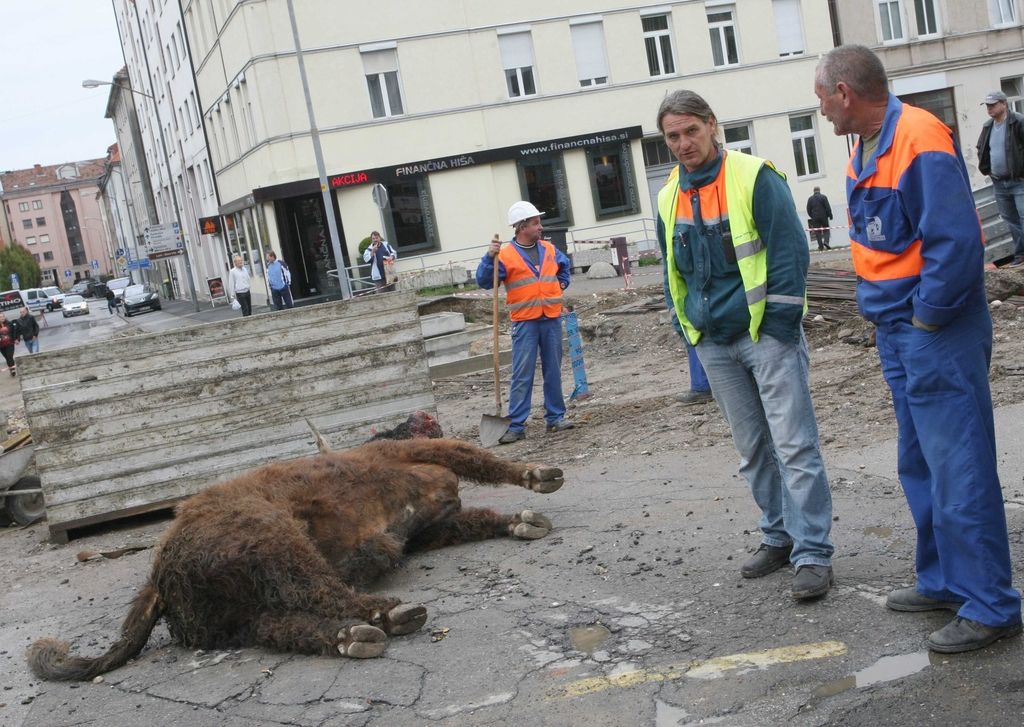 Sredi Maribora usmrtili pobeglega bika