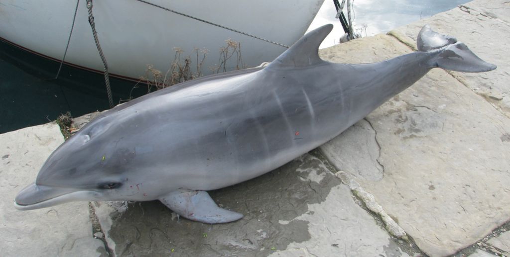 Mlada delfinka umrla v ribiški mreži