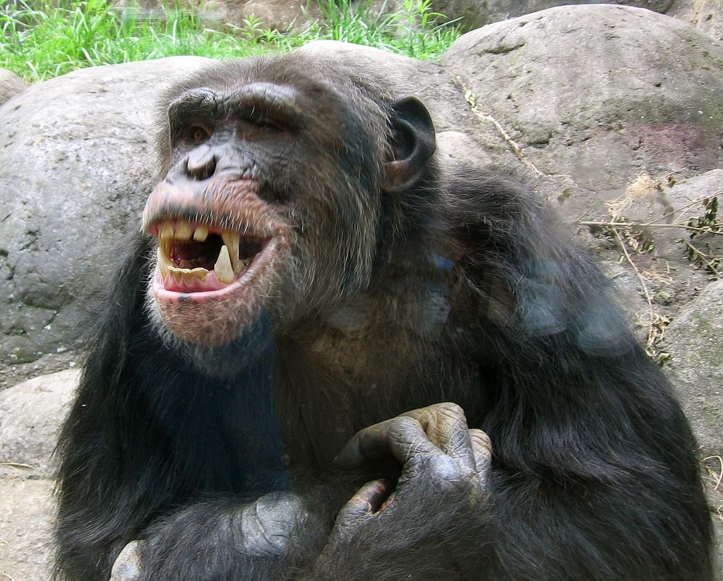 chimpanzee teeth skeloton