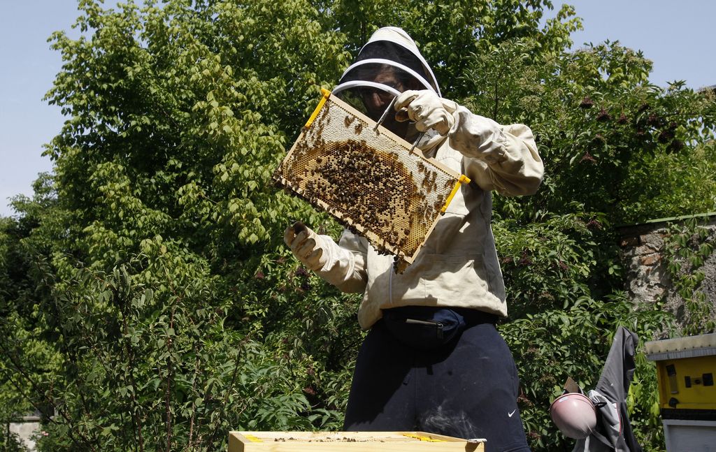 ČZS proučuje vpliv afere na povpraševanje po medu
