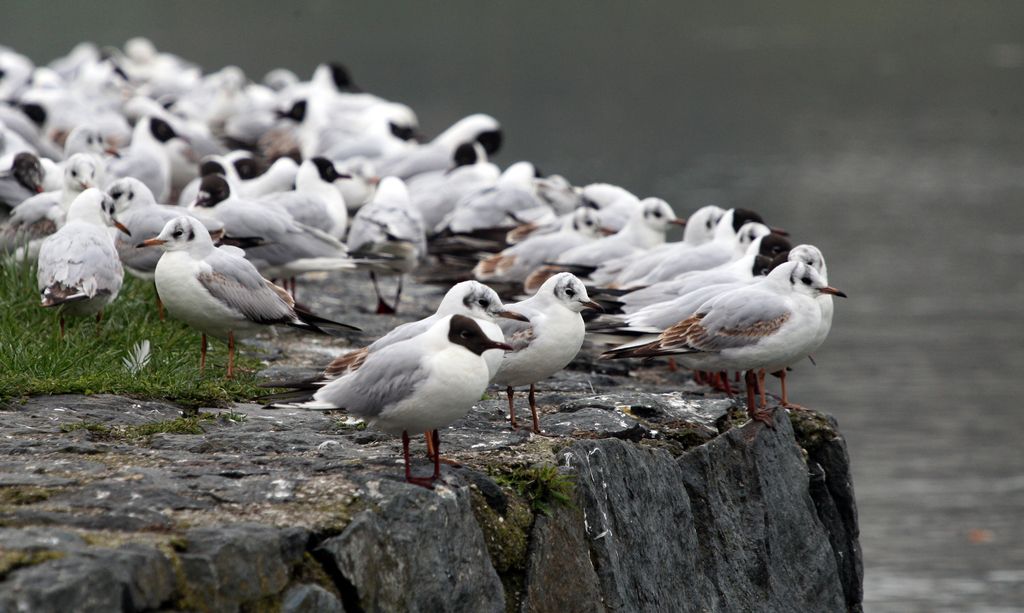 Na Ptujskem jezeru poginili rečni galebi