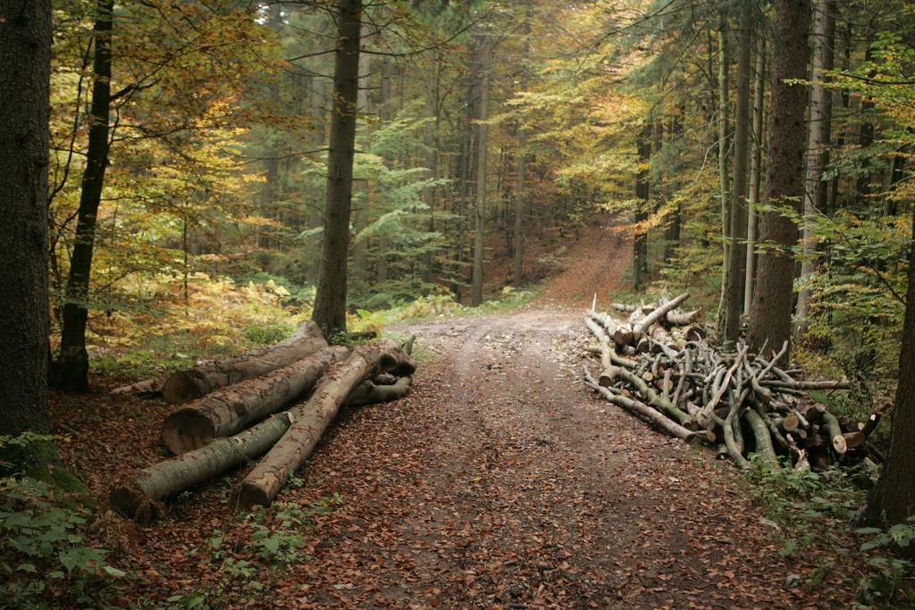 Iskanje rešitev za slovenske lesarje
