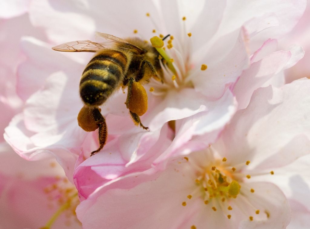 Ko bo izginila zadnja čebela, bo ogrožen tudi človek