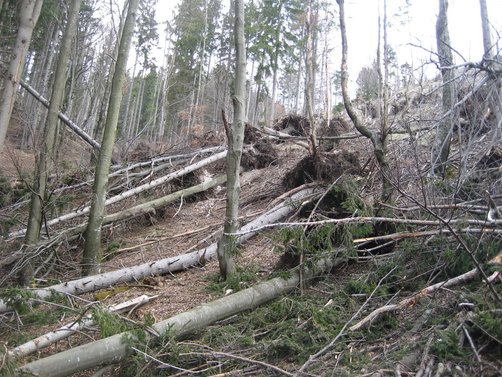 Veter poškodoval gozdove okoli Preddvora, Golnika in Tržiča