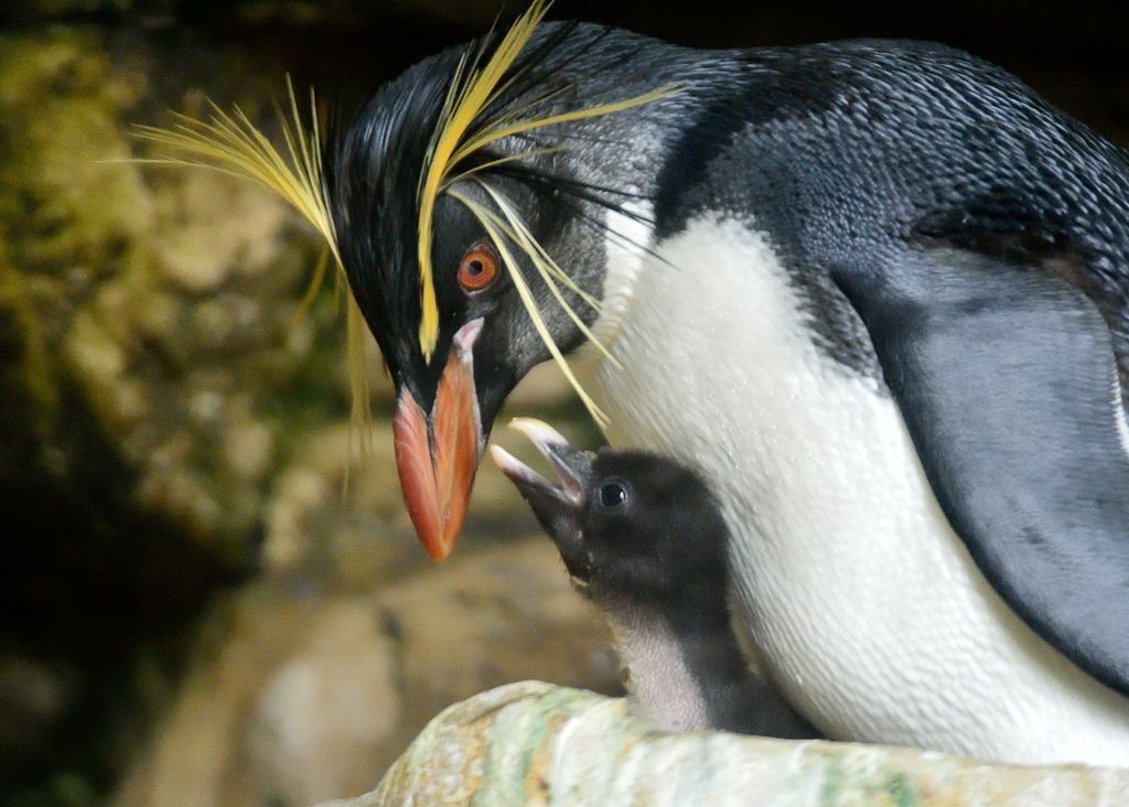 V dunajskem živalskem vrtu imajo skalni pingvini nara&scaron;čaj
