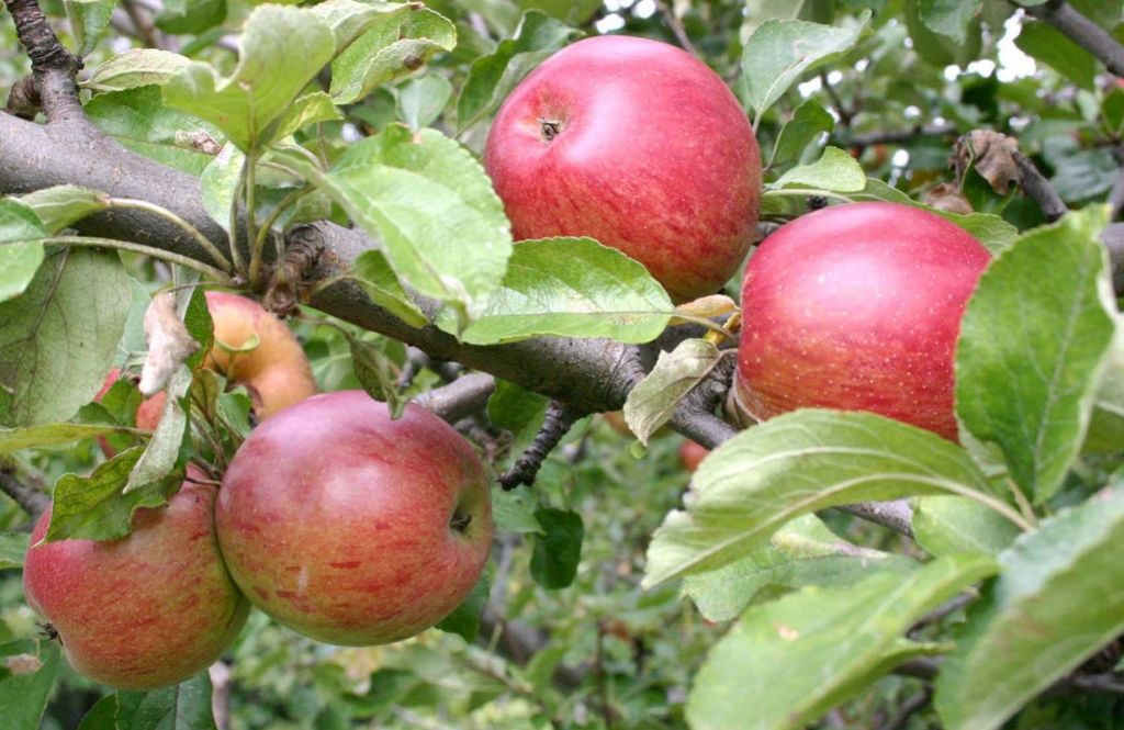 Kljub suši v EU dober pridelek jabolk
