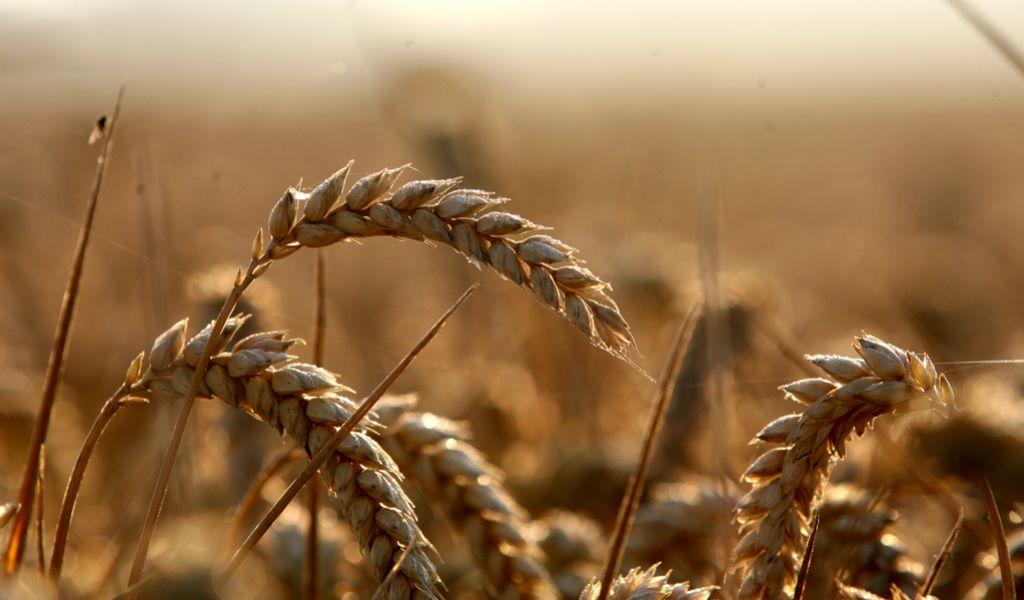 Letos manj pridelka pšenice in pire