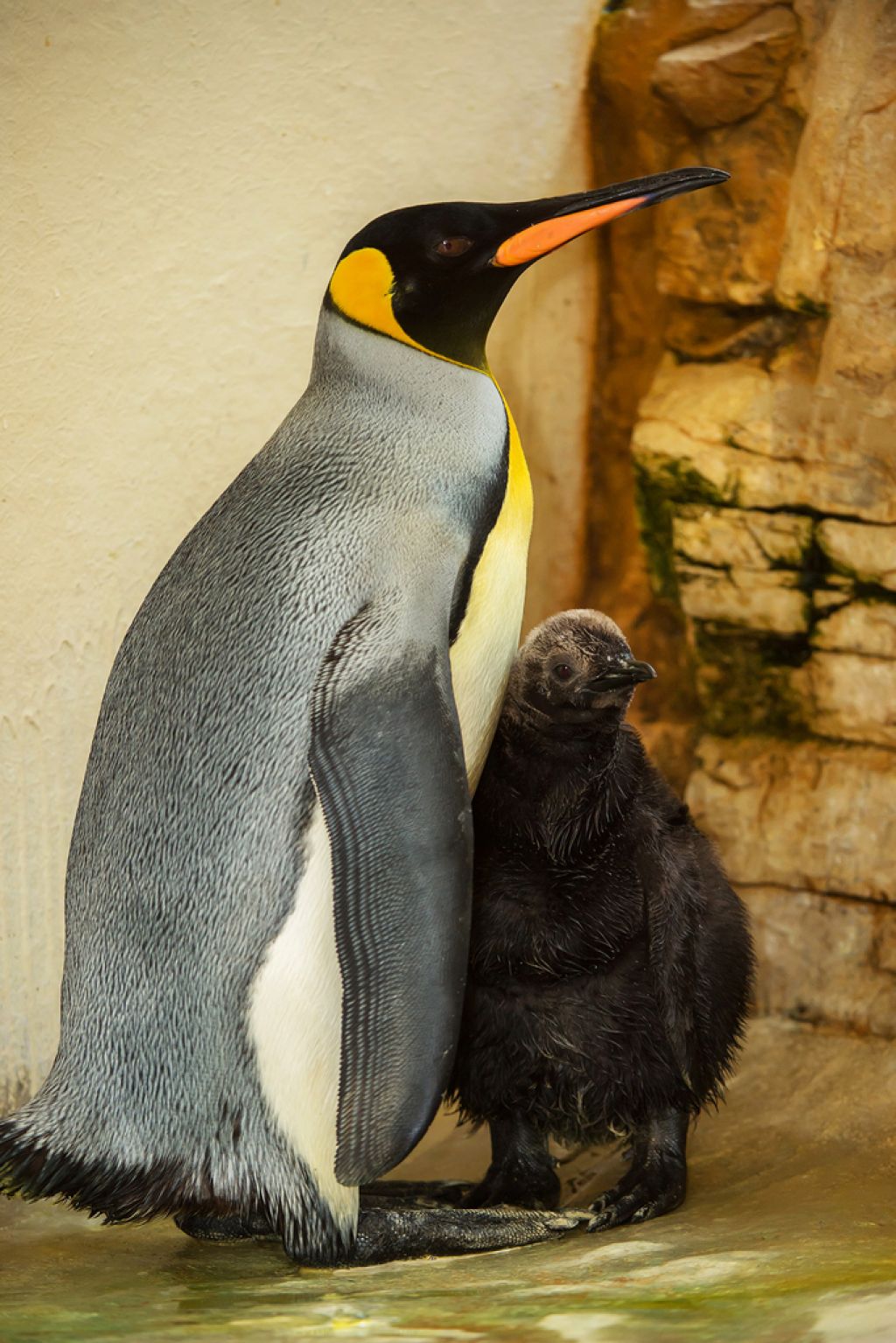 Novica z živalskega dvora: izlegli so se kraljevi pingvini