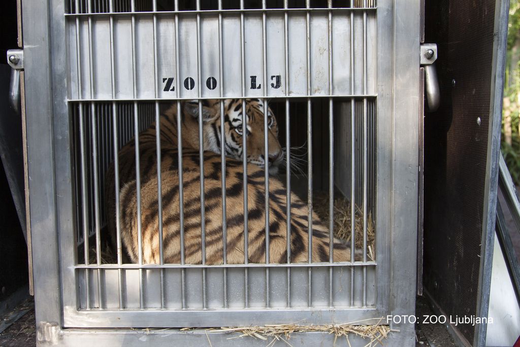Tiger, tiger: iz Sibirije pod Rožnik v LJ zoo