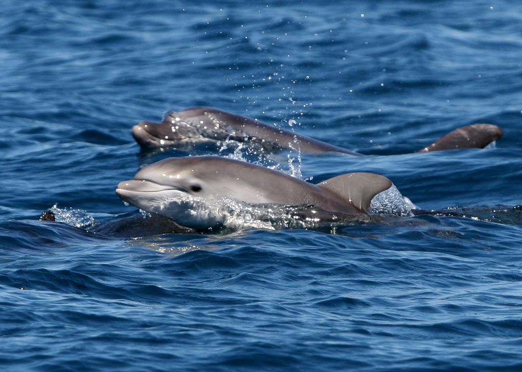 S harpuno ustreljeni delfin Bojan še plava