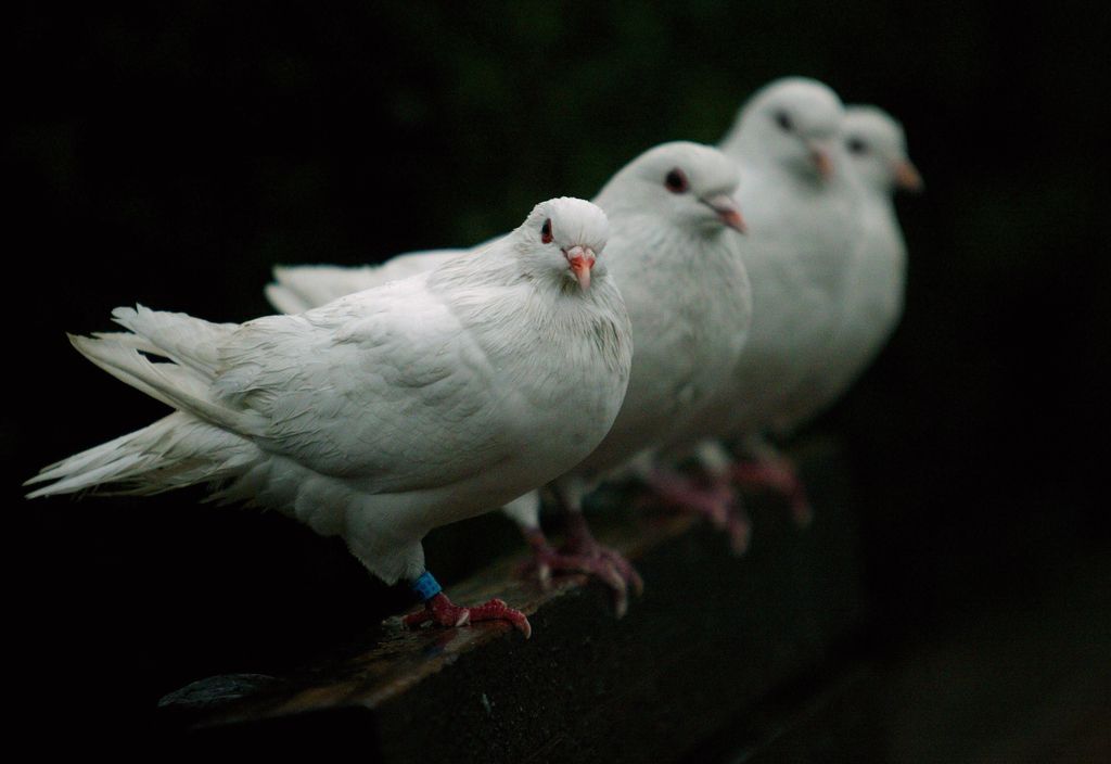 Z zračno puško pobili 50 belih golobov